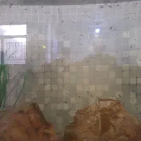 ماهی تزیینی