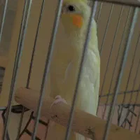 پرنده عروس هلندی سه عدد|پرنده|بندرعباس, |دیوار