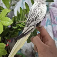 عروس هلندی|پرنده|ماهدشت, |دیوار