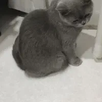 گربه بریتیش ماده قیمت20میلیون