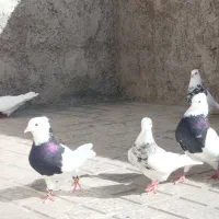 تعدادی طوقی فروشی قابل ارسال