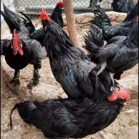 مرغ و خروس قربانی حضوری و غیرحضوری محلی ماشینی|حیوانات مزرعه|کرج, شاهین‌ویلا|دیوار