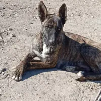 سگ مالنیوز ماده