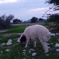 دوراس بره چاق