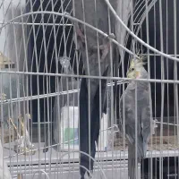 معاوضه عروس نر با ماده