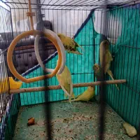 مرغ عشق عالی