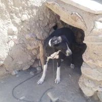 دو عدد توله سگ سراب نگهبانی سفت