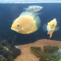 ماهی|ماهی|رشت, قاسمیه|دیوار