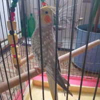 عروس هلندی