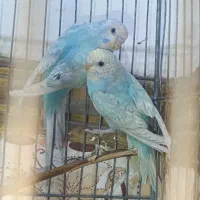 جفت مرغ عشق رینبو و سرلاکی  پروانه ای