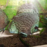 دو عدد دیسکس ۶ اینچی جفت|ماهی|مشهد, حسین‌آباد|دیوار