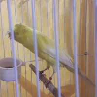 قناری رسمی بلند کاکلی نر|پرنده|ری, علایین|دیوار