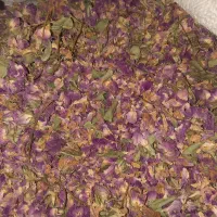 گل محمدی خوش عطر و ارگانیک|گل و گیاه طبیعی|قم, انسجام|دیوار