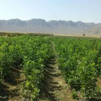 فروش نهال  انجیر اصلاح شده دیم استهبان|خدمات باغبانی و درختکاری|شیراز, تحویلی|دیوار