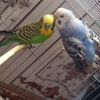 مرغ غشق|پرنده|سرپل ذهاب, |دیوار