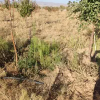 فروش باغ شهر در سلطانیه|فروش زمین و ملک کلنگی|سلطانیه, |دیوار