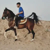 اسب نریون چاپاری ۳ سال