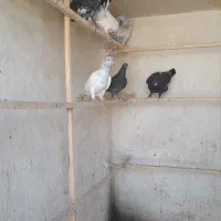کفتر|پرنده|ساوه, |دیوار