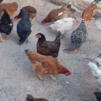 مرغ وخروس محلی