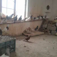 کفتر رنگه المانی بوم کبوتر پرش|پرنده|قلندر آباد, |دیوار