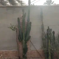 کاکتوس|گل و گیاه طبیعی|برازجان, |دیوار