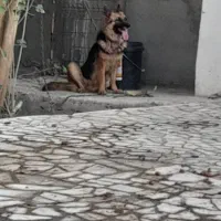 ماده سگ ژرمن|سگ|ارزوئیه, |دیوار