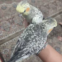 عروس هلندی جفت