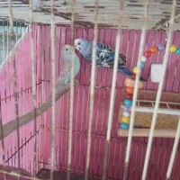 یک جفت مرغ عشق