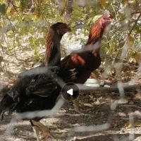 فروش خروس لاری