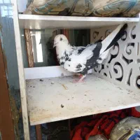 کبوتر گرفته