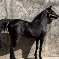 اسب نر عرب سرحال برازجان|اسب و تجهیزات اسبسواری|برازجان, |دیوار