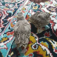 قناری یا طرق