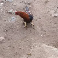 خروس|حیوانات مزرعه|حاجیلار, |دیوار