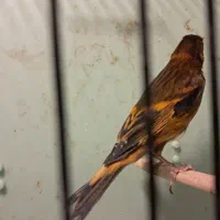 سهره قناری|پرنده|فیروزکوه, |دیوار