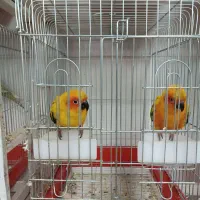 طوطی خورشیدی