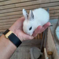 توله خرگوش ده روزه غذاخور