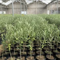 نهال زیتون با ضمانت سلامت|خدمات باغبانی و درختکاری|لوشان, |دیوار