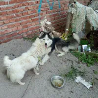 سگ هاسکی
