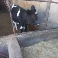 گوساله ماده|حیوانات مزرعه|مشهد, کلاکوب|دیوار