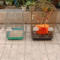 قفس کاسکو و سره و قناری