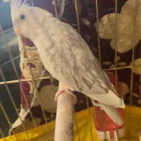 عروس هلندی|پرنده|تبریز, |دیوار