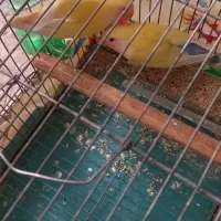 طوطی برزیلی