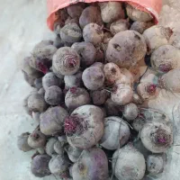 چغندرلبو|خدمات باغبانی و درختکاری|برخوار, |دیوار