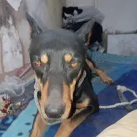 سگ رتوایلر ودوبرمن|سگ|هشتگرد, شهرک وحدت|دیوار