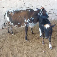 گاو و گوساله|حیوانات مزرعه|کردیان, |دیوار