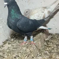 کفتر دم سفید دو جفت نرو ماده