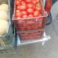 بادمجان،گوجه و خیار