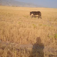 مادیان و قاطر