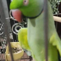 طوطی ملنگو فول دستی سخنگو|پرنده|برخوار, |دیوار