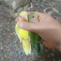 طوطی برزیلی با جوجه